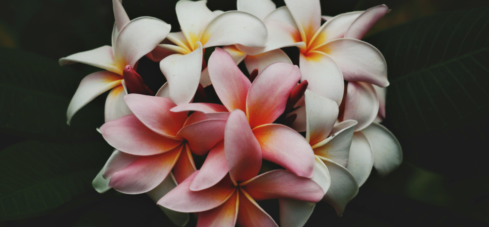 Dono donazione fundraising